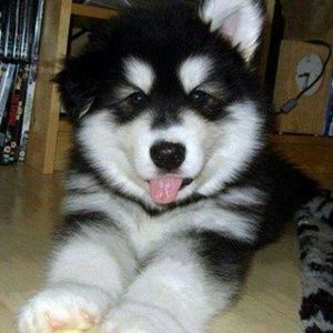 Meet your Posher, Sofia