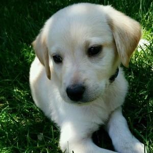 Meet your Posher, Logan