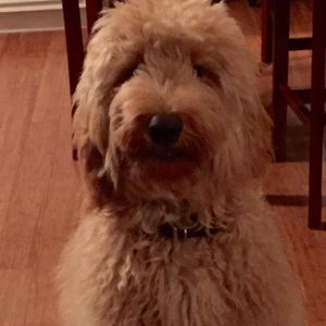 Meet your Posher, Robin