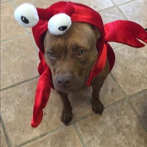 Meet your Posher, Devin