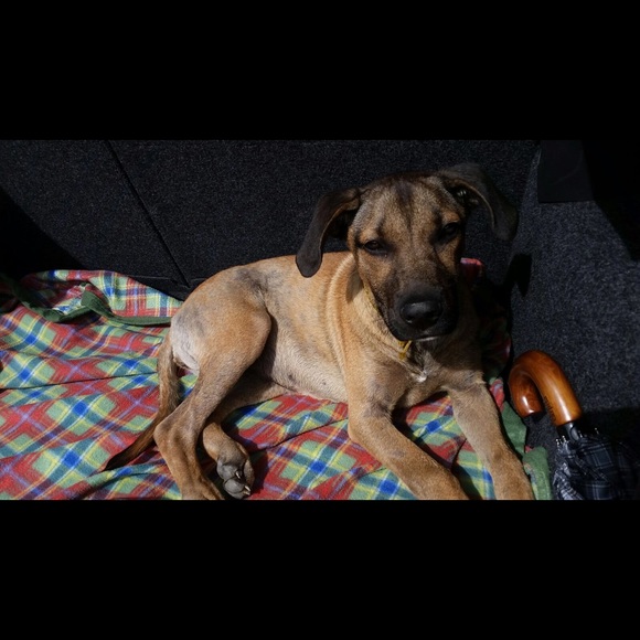 Meet your Posher, Josie - Picture 1 of 1