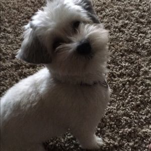 Meet your Posher, Sydney