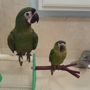 Meet your Posher, Cory