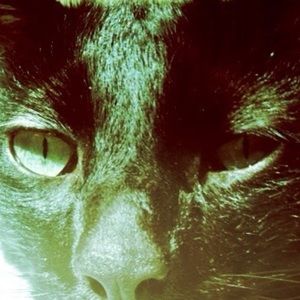 Meet your Posher, Annie