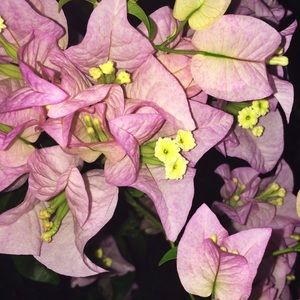 Meet your Posher, Annie