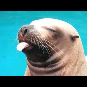 Meet your Posher, Sierah