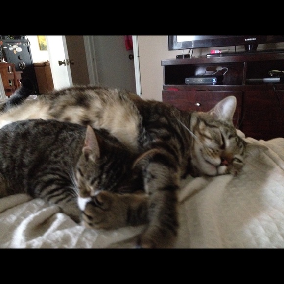 Meet my furry babies!!😻😺😽🙀