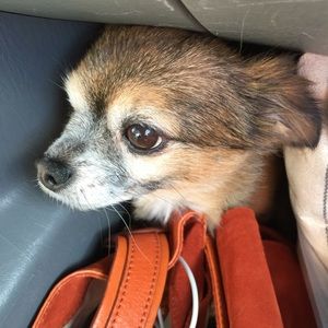 Meet your Posher, Joyce