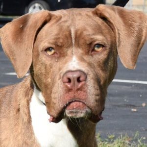 Meet your Posher, Val