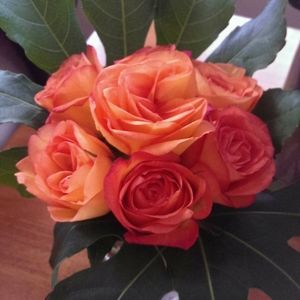 Meet your Posher, Linna