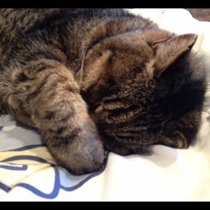 Meet your Posher, Ann