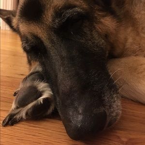 Meet your Posher, Dora