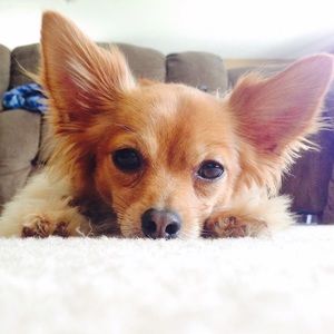 Meet your Posher, Deionna