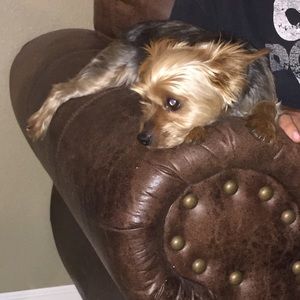 Meet your Posher, Dawn