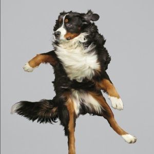 Meet your Posher, Dana