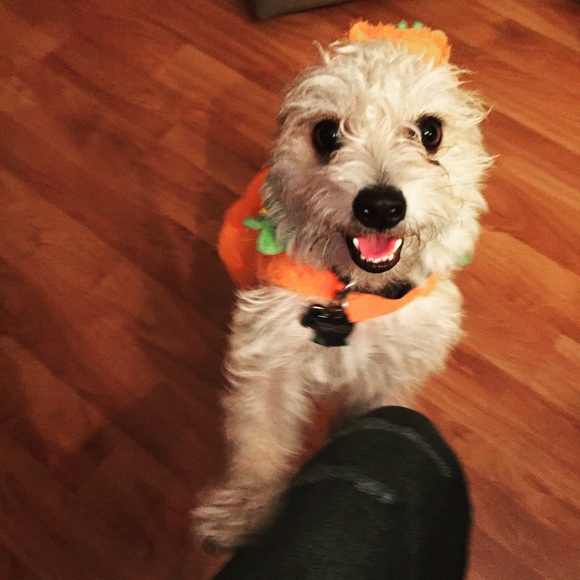 Other - LIGHT UP Pumpkin Costume!!!