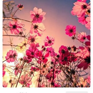 Meet your Posher, Rosa