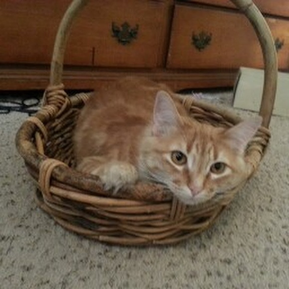 Meet your Posher, Ryin - Picture 1 of 1