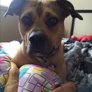 Meet your Posher, Shelby