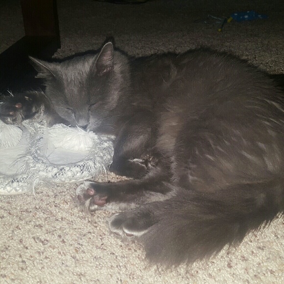 Meet your Posher, Gabrielle - Picture 4 of 4