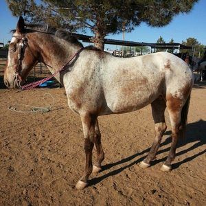 Meet your Posher, Ashliegh