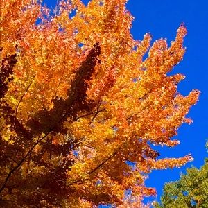 Meet your Posher, Kyra