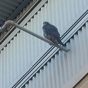 Meet your Posher, Tim