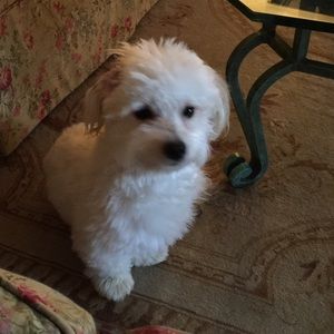 Meet your Posher, Janey