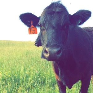 Meet your Posher, Karlynn