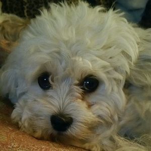 I HAVE FUR CHILDREN IF YOU ARE ALLERGIC DONT BUY