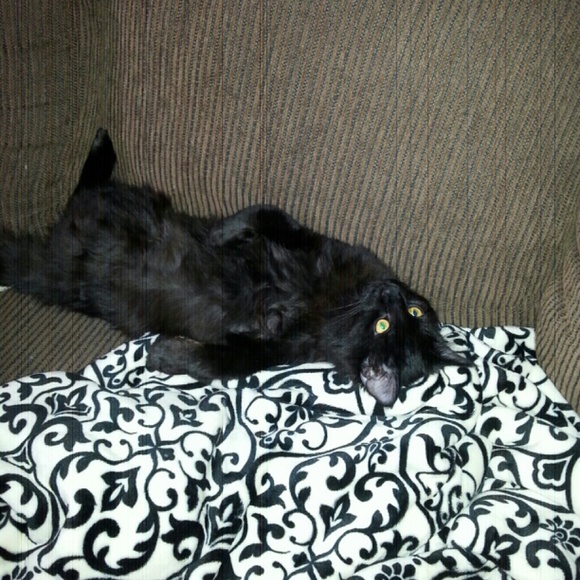 Meet your Posher, Candace - Picture 2 of 2