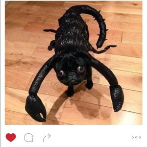 Meet your Posher, Dan