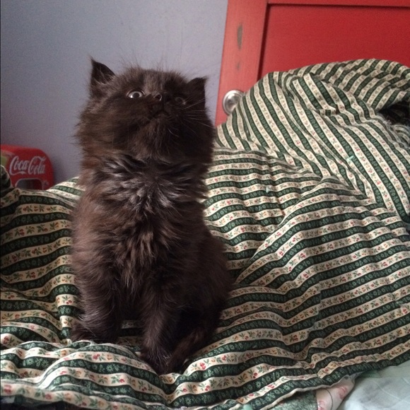 Meet your Posher, Mattea