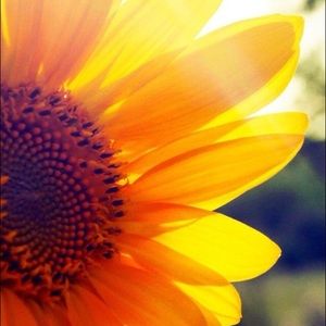 Meet your Posher, Lily