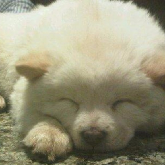 Meet your Posher, Lora - Picture 2 of 2