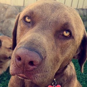 Meet your Posher, Mia