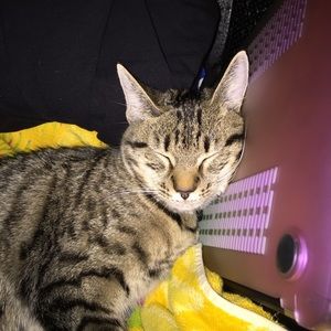 Meet your Posher, Zanda