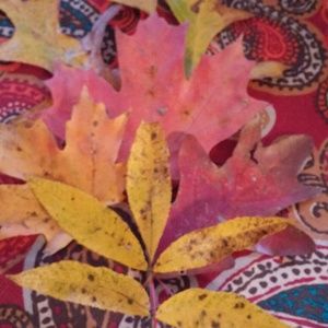 Meet your Posher, Misty