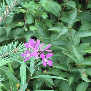 Meet your Posher, Brandy