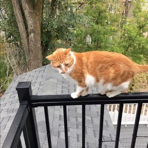 Meet your Posher, Shamar