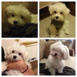 Meet your Posher, Mary