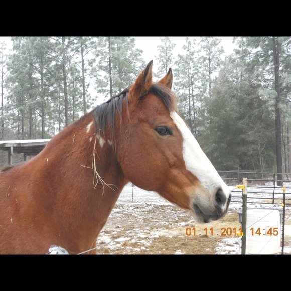 Meet your Posher, Toni - Picture 4 of 5