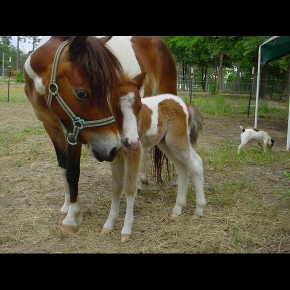Meet your Posher, Toni - Picture 5 of 5