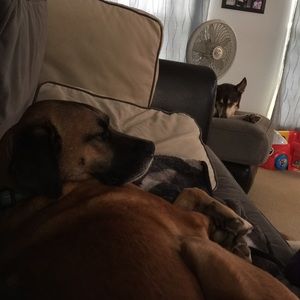 Meet your Posher, Amanda