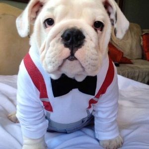 Meet your Posher, Susan