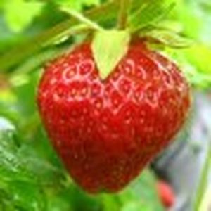 Meet your Posher, Alicia