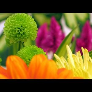 Meet your Posher, Maggie