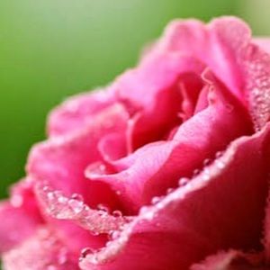 Meet your Posher, Diamond