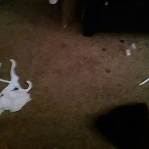 Meet your Posher, Teddy