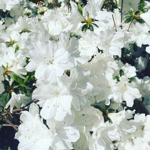 Meet your Posher, Audrey